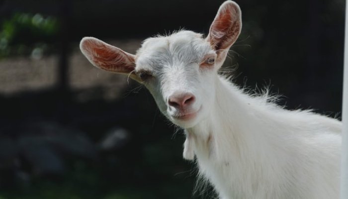 Goat Milk To Care For The Skin, Myth Or Reality?