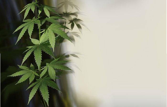 Cannabis Products 1